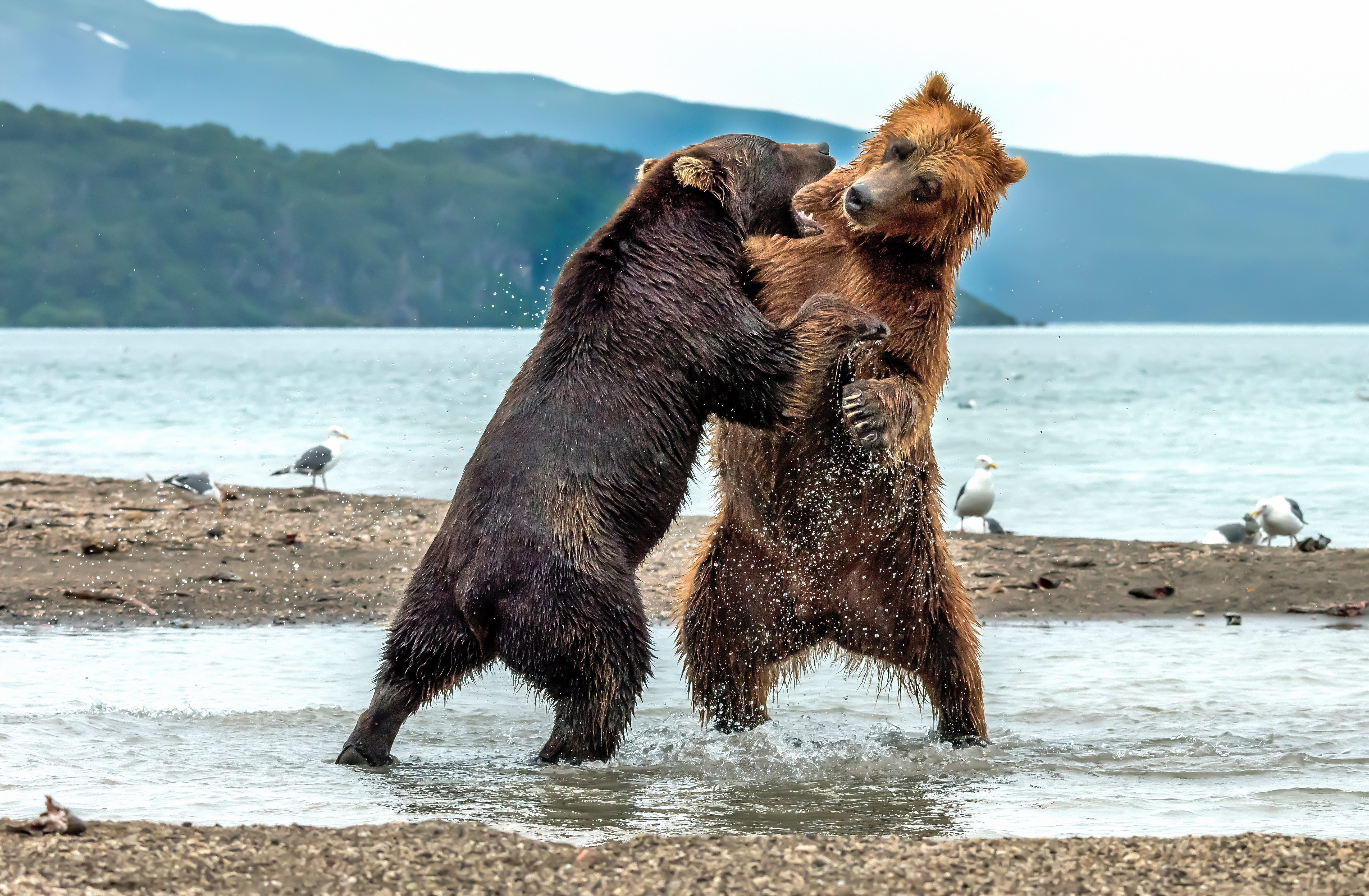 Kurile Lake, Kamchatka Peninsula, Rusia - August: two brown bears fight on the shore of the lake where dozens of bears gather to fish for salmon.