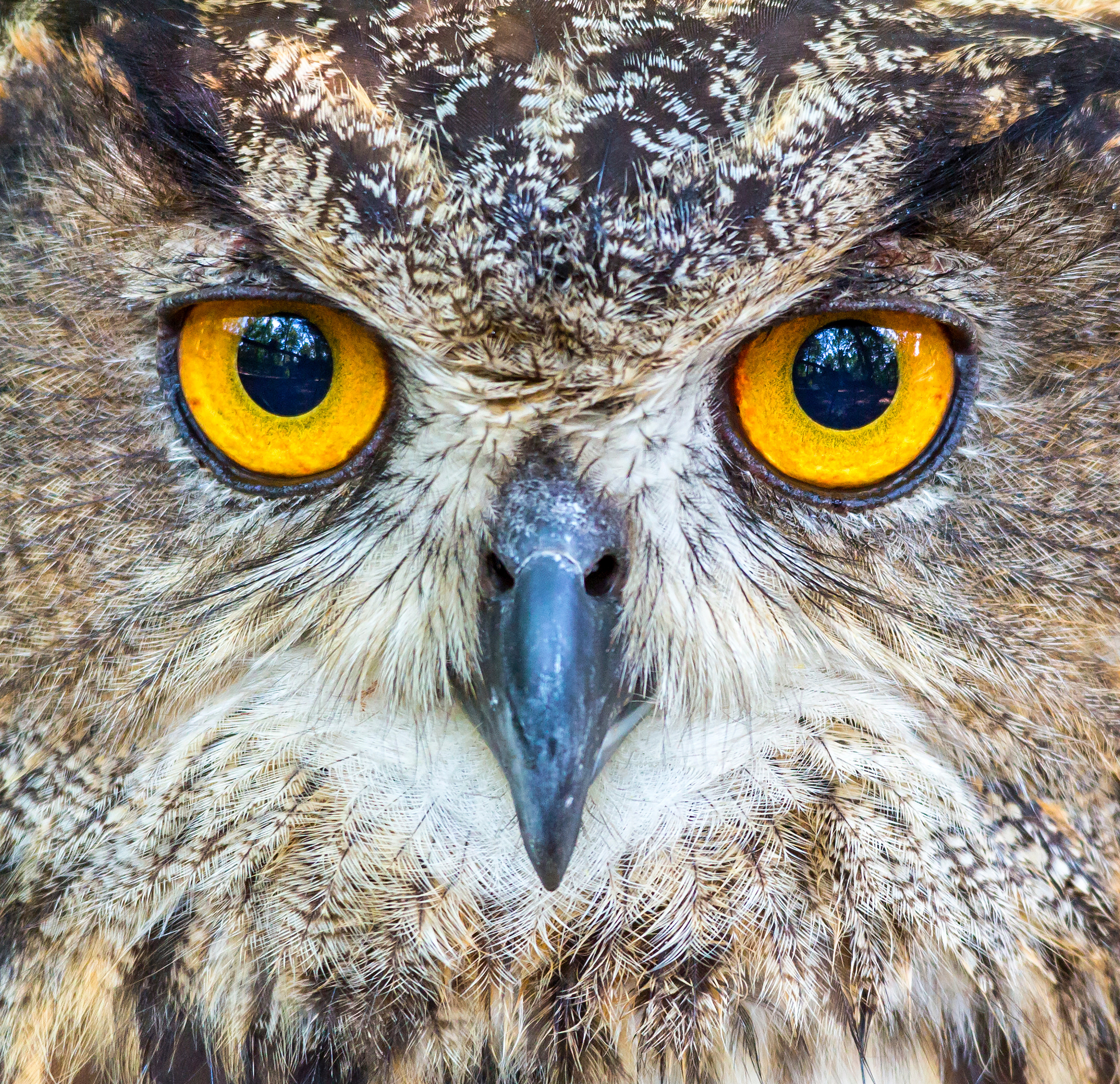 close up portrait of a great horned owl