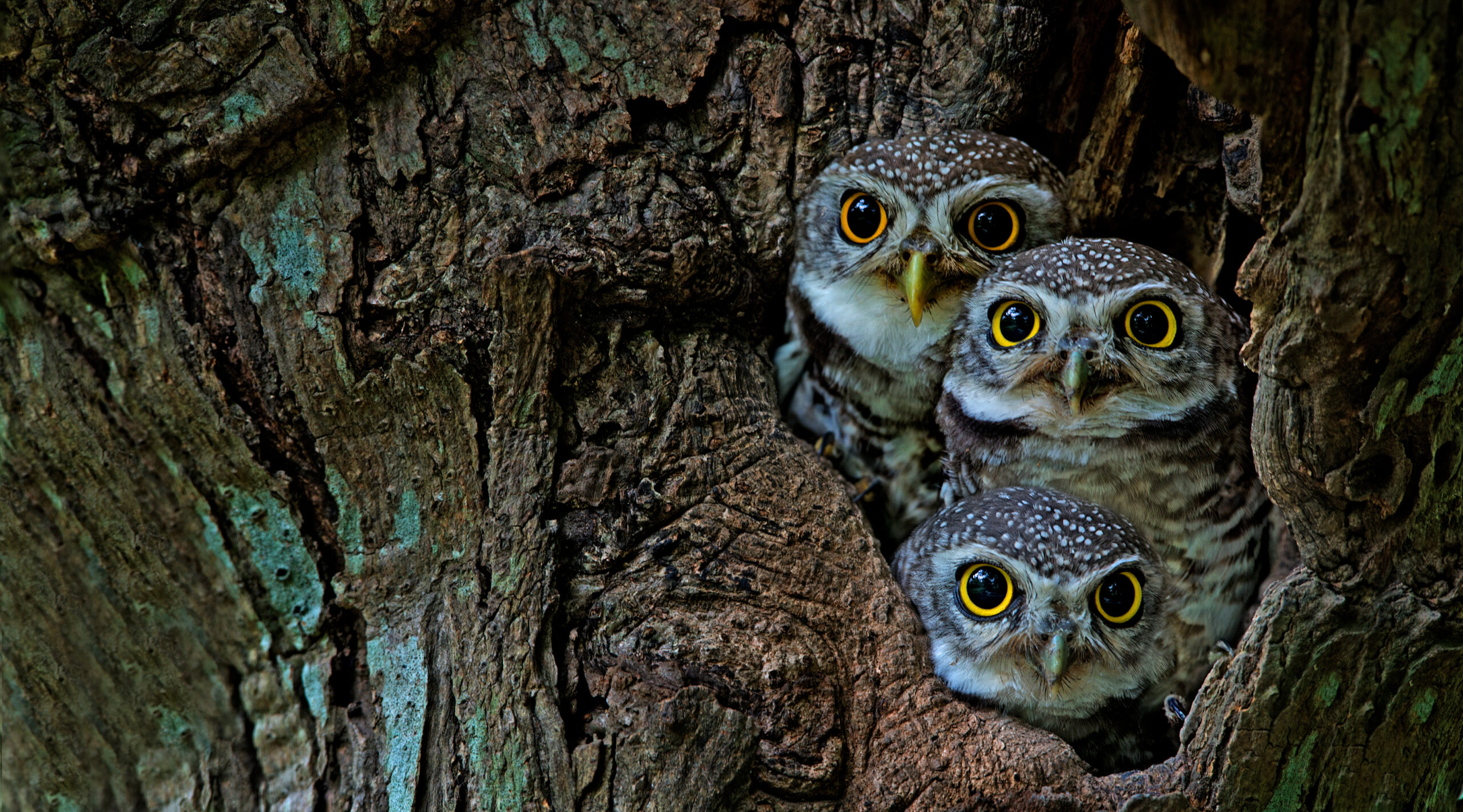Bird, Owl, Three Spotted owlet (Athene brama) in tree hollow,Bird of Thailand